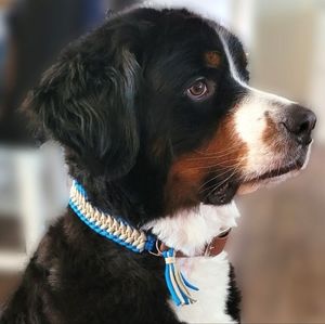 1" Paracord Dog Collar with Adjustable Adapter - Blue and Champagne